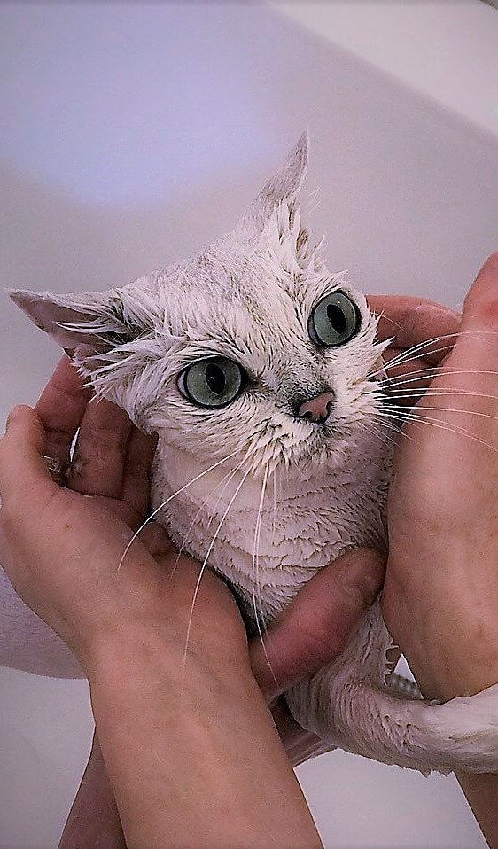 мытьё кошки
