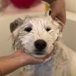 мытьё собак больших пород